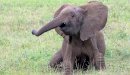 صورة مقال ماذا يسمى صغير الفيل