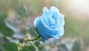 صورة مقال ماذا تعني الوردة الزرقاء
