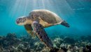 صورة مقال كيف تتنفس السلحفاة