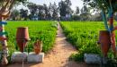صورة مقال جغرافية مصر الزراعية