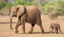 صورة مقال ما هو اسم صغير الفيل