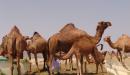 صورة مقال ماذا يسمى صغير الجمل
