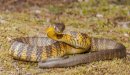 صورة مقال أنواع الأفاعي السامة