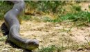 صورة مقال أكبر ثعبان في العالم