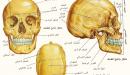 صورة مقال كم عدد عظام الجمجمة