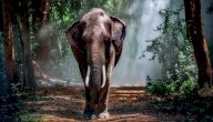 معلومات عن حيوان الفيل صورة مقال معلومات عن حيوان الفيل