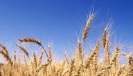 صورة مقال كم تبلغ نسبة البروتينات في حبة القمح