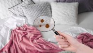 طرق للتخلص من البق صورة مقال طرق للتخلص من البق