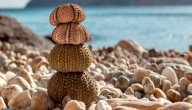 خصائص شوكيات الجلد صورة مقال خصائص شوكيات الجلد