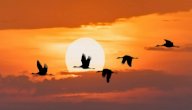 صورة مقال أسباب هجرة الطيور وأهدافها وموعدها