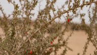 تعريف نبات العوسج صورة مقال تعريف نبات العوسج