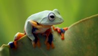 ما اسم صوت الضفدع صورة مقال ما اسم صوت الضفدع