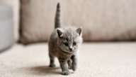 اسم صغير القطة صورة مقال اسم صغير القطة