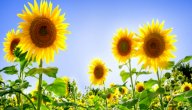 خصائص النباتات البذرية صورة مقال خصائص النباتات البذرية