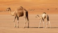 ما اسم صغير الناقة صورة مقال ما اسم صغير الناقة