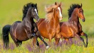 كيف ينام الخيل صورة مقال كيف ينام الخيل
