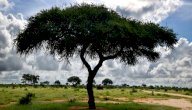 تعريف عن نبات السمر صورة مقال تعريف عن نبات السمر