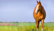 كم مدة حمل الفرس صورة مقال كم مدة حمل الفرس