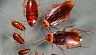 طرق للقضاء على الصراصير بالأعشاب صورة مقال طرق للقضاء على الصراصير بالأعشاب