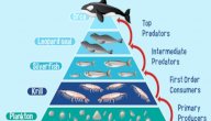 السلسلة الغذائية البحرية صورة مقال السلسلة الغذائية البحرية