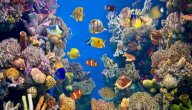 عالم الحيوانات البحرية صورة مقال عالم الحيوانات البحرية
