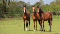 كيفية تربية الخيل صورة مقال كيفية تربية الخيل