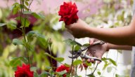 طرق قطف الأزهار صورة مقال طرق قطف الأزهار
