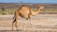 مم يتكون سنام الجمل صورة مقال مم يتكون سنام الجمل