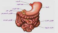 ما هو الهضم صورة مقال ما هو الهضم