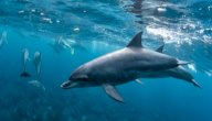 صفات الدولفين صورة مقال صفات الدولفين