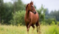 هل حلال أكل لحم الحصان صورة مقال هل حلال أكل لحم الحصان