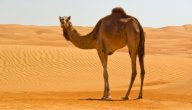 كيف يتكيف الجمل في الصحراء صورة مقال كيف يتكيف الجمل في الصحراء