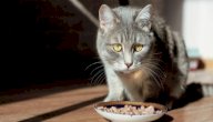 ما هو أفضل طعام للقطط صورة مقال ما هو أفضل طعام للقطط