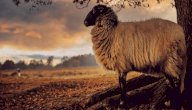 الحكمة من عيد الأضحى صورة مقال الحكمة من عيد الأضحى