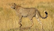 كم سرعة الفهد صورة مقال كم سرعة الفهد