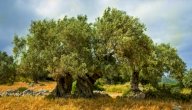 كم تعيش شجرة الزيتون صورة مقال كم تعيش شجرة الزيتون