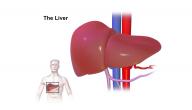 أضرار متبرع الكبد صورة مقال أضرار متبرع الكبد