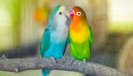 اقتراحات أسماء طيور الروز صورة مقال اقتراحات أسماء طيور الروز