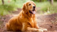 مميزات وعيوب كلاب الجولدن ريتريفر صورة مقال مميزات وعيوب كلاب الجولدن ريتريفر