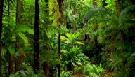 صورة مقال المخاطر التي تهدد غابة الأمازون