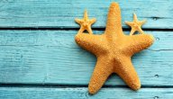 طريقة تجفيف نجم البحر للزينة صورة مقال طريقة تجفيف نجم البحر للزينة