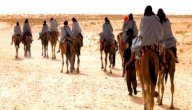 الحياة البرية في الصحراء الكبرى صورة مقال الحياة البرية في الصحراء الكبرى