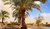 قائمة واحات مصر صورة مقال قائمة واحات مصر