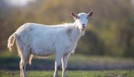 صورة مقال بحث عن سلالة الماعز السانين