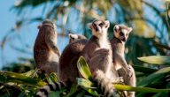 صورة مقال بحث عن قرد الليمور