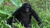 بحث عن قرد البونوبو صورة مقال بحث عن قرد البونوبو