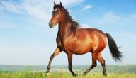 وصف الخيل عند العرب صورة مقال وصف الخيل عند العرب