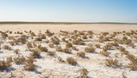 أسباب تملح التربة صورة مقال أسباب تملح التربة
