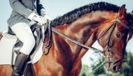 صورة مقال نشأة الفروسية