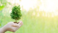 صورة مقال أهمية الإدارة البيئية
